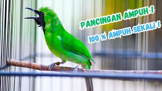 10 JAM Masteran CUCAK IJO || Pilihan Juri JUARA 1 Full Isian !!!