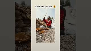 Sunflower  Seed #viralvideo #sunflowerseeds #seeds #foodphotography #foodie #amazingfacts
