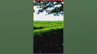 STORY WA 'RENUNGKANLAH' ( Meriam Bellina )  https://youtu.be/qwKvpklONTA