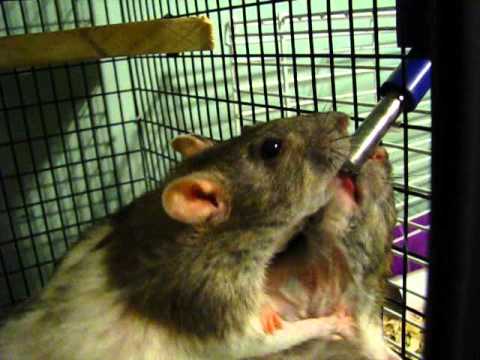 rat water bottle