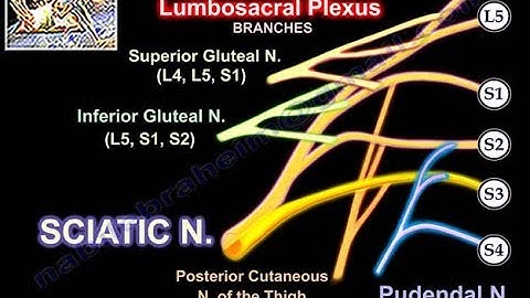 Lumbosacral Plexus - Everything You Need To Know - Dr. Nabil Ebraheim