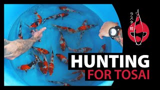 Hunting  for Tosai  Amazing Koi 4K Video Quality