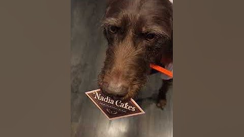 Tess the cupcake delivery dog #Pudelpointer #dog