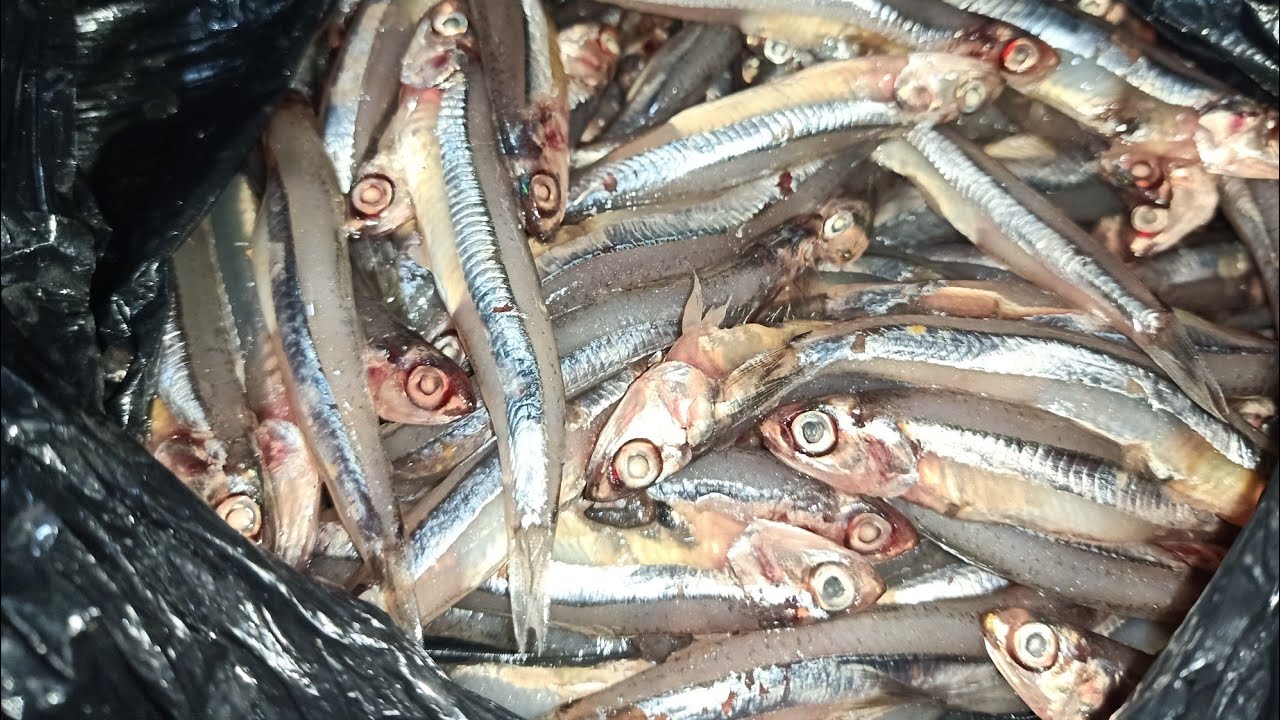 مكنتش بصدق لحد ماشوفت بعيني شوفوا لقينا إيه في البساريا خدو بالكم😱