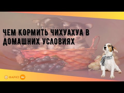 Чем кормить чихуахуа взрослую в домашних условиях