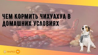 Чем кормить чихуахуа в домашних условиях