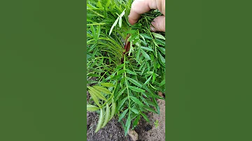 Бархадцы которые не цветут