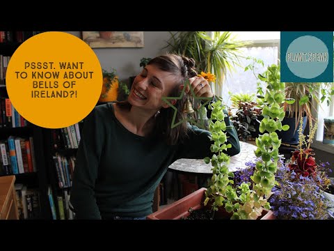 Bells of Ireland - seeding, growing, tips and tricks// germination, plant profile