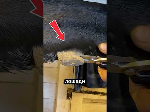Что за странный нарост у каждой лошади? 😯