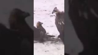 eagle vs vulture #shorts