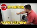 Powiedz stop wykwitom grzyba pleni i wilgoci zacznij y zdrowo