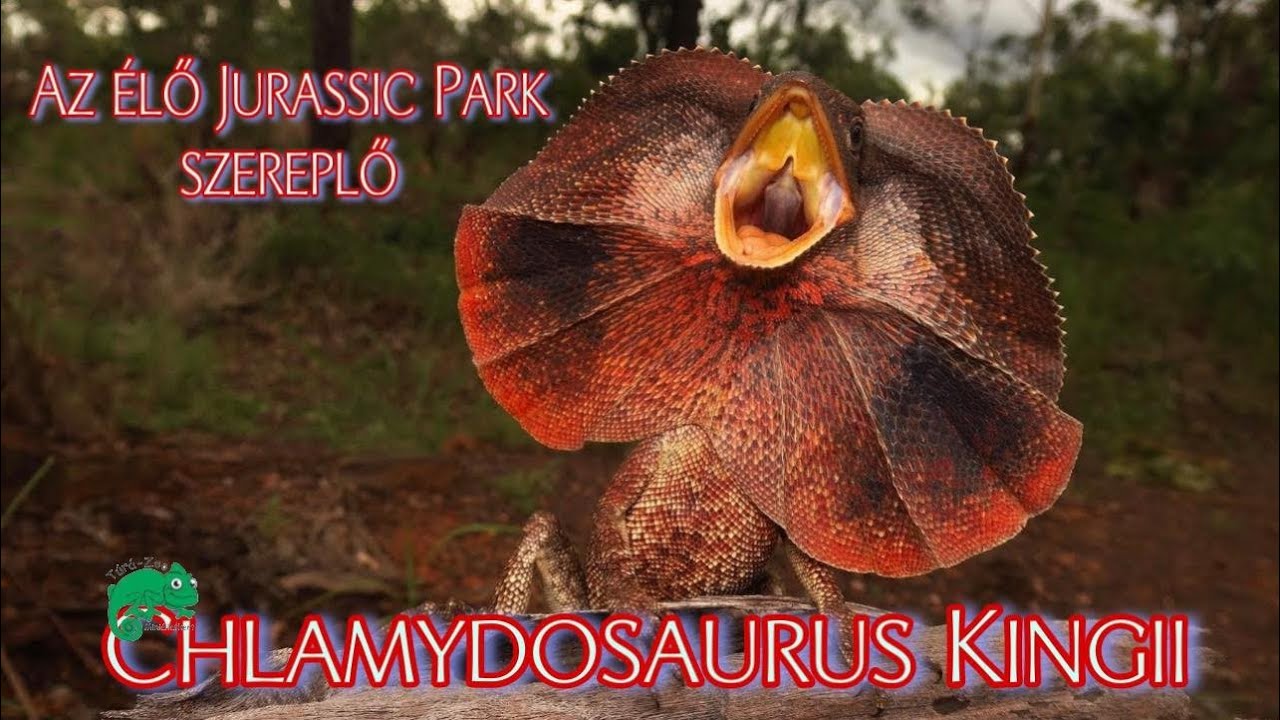 A GALLÉROS GYíK (Chlamydosaurus kingii) A TERRÁRIUMBAN :)