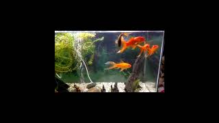 goldfish in my fish tank 21 November 2022