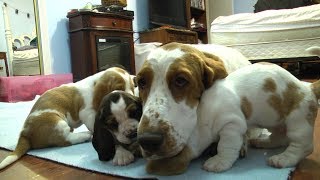 Basset Hound Mom Protects Pups from Grandpa! Unedited by CopperstateBassets 13,498 views 5 years ago 52 seconds