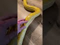 Pet snake loves scratches