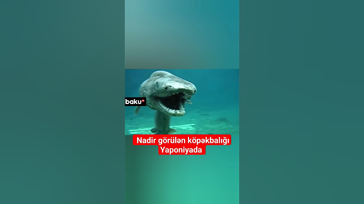 Yaponiyada tapılan nadir köpəkbalığının görüntüləri