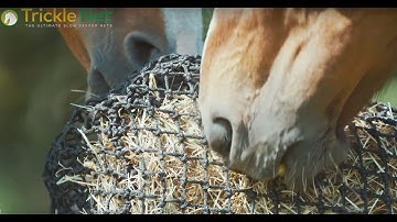Trickle Net advert with Bransby Horses for Horse and Country TV