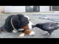 犬とカラスがキス！ワンワンなくカラス　[dog kisses crow]