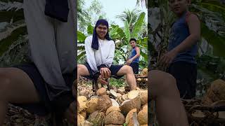 Removing Coconut . Mang Lugit Ta. Kopras
