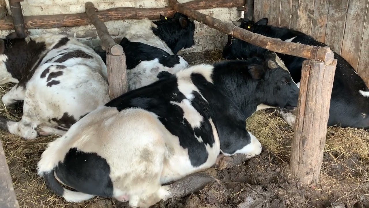 Быки в дождь и грязь.