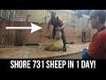 I SPEND THE WEEKEND WITH 2 OF THE BEST SHEEP SHEARERS IN THE WORLD