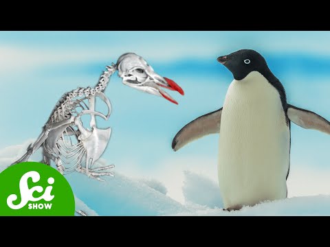 What Penguin Bones Can Tell Us About Dying Glaciers thumbnail