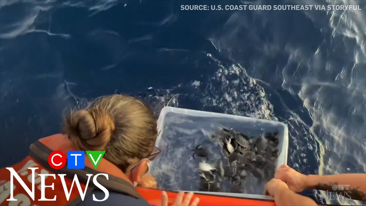 Watch as hundreds of sea turtles are released into the wild - YouTube