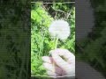 ♡ Spring ♡ #spring #flowers #vlog #aesthetic #viral #fypシ #edit #pink  #photography #fypyoutube