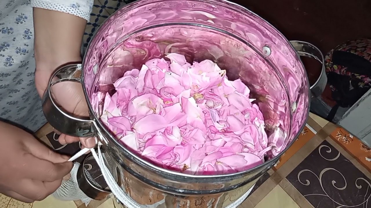 تقطير ماء الورد في منزل 🏡 والاحتفاض به مدة طويلة وأسرار كثيرة.