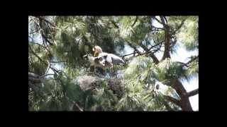 Heron chicks feeding frenzy