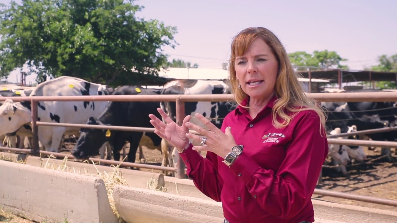 What is a Livestock Market?