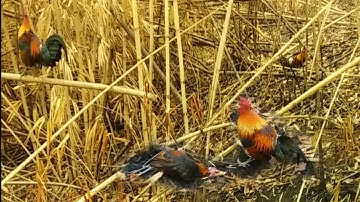 mus dib qaib qus tuaj zoo kawg ต่อไก่ป่าเข้าเร็วมาก. 13/4/2023