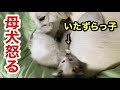優しい母親ラブラドールを怒らせた保護子猫の反応がこちらです