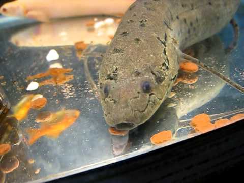 ４億年前から来た古代魚 プロトプテルス アネクテンスのお食事 Youtube