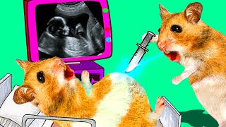 Rescue Hamster Pregnant Rob pretend Poor Maze Doctor in Hamster Stories