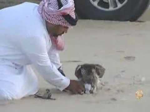 الصقار