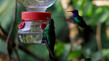 ¿Qué come del comedero de colibríes por la noche?