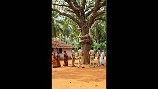 Giant Python Found Coiled Around Tree in Village #pets#animals #wildlife #animal #shortvideo Net Worth