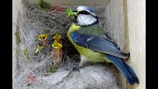 Blaumeisen, der frühe Vogel fängt den Wurm - Blue Tits, the early bird catches the worm - 2024 05 02