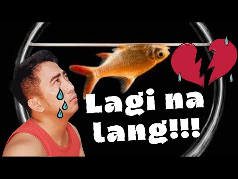 10 Sanhi ng Pagkamatay ng Isda sa Aquarium + Contest