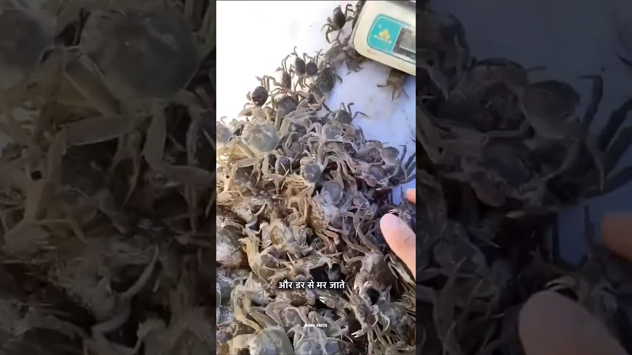 🦀 Crab Seeding Process in Crab Farming | 