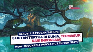 8 Hutan Tertua di Bumi, Dua di Antaranya Ada di Indonesia!