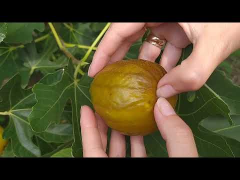 Инжир сорт Брунсвик.