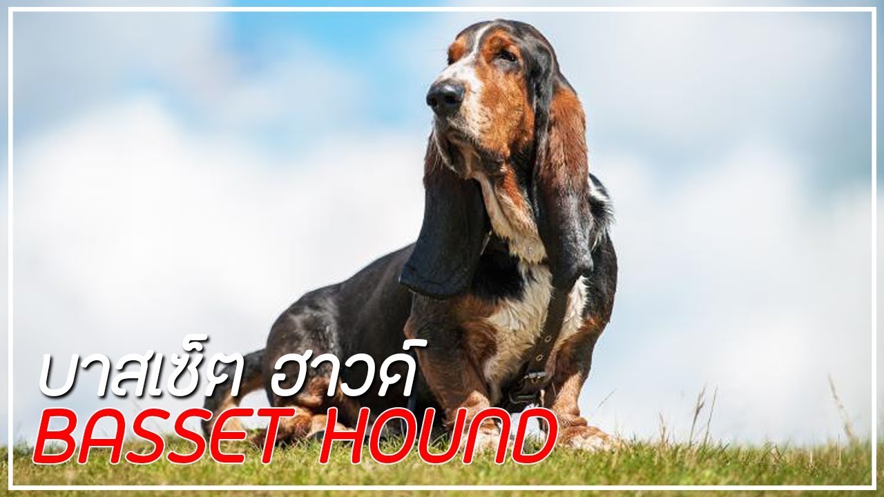 หมา พัน หู ยาว  Update 2022  รู้จักสุนัขพันธุ์ บาสเซ็ต ฮาวด์ (Basset Hound) สุนัขหูยาว เข่าดี !!