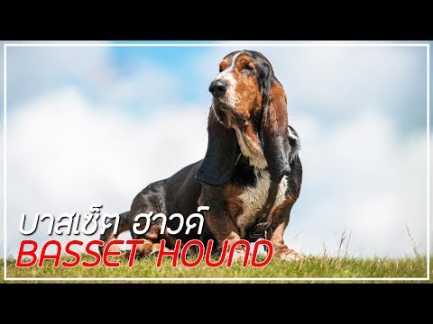 วีดีโอ: Basset Hound: ภายนอก ลักษณะ และความคิดเห็นของพ่อพันธุ์แม่พันธุ์สุนัข