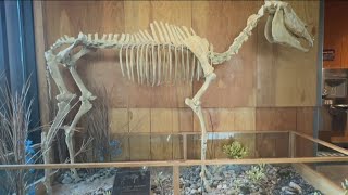 Exploring Idaho: Hagerman fossil beds reveal Idaho's ancient creatures