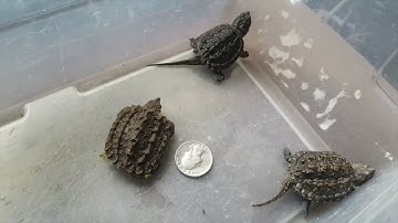 Alligator Snapping Turtle vs. Common Snapping Turtle Hatchlings