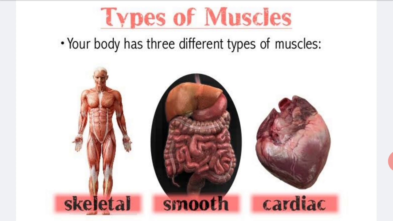 What Are The Different Types Of Muscles