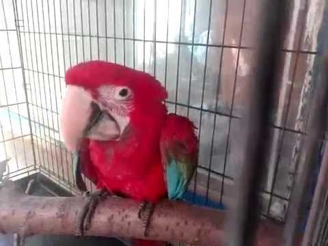 Зеленокрылый Ара выкормыш GREEN-WINGED MACAW