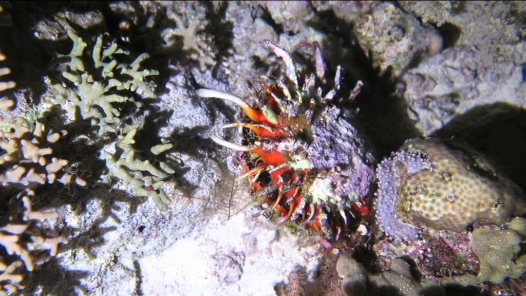 Emperor Superior Trip 29 jan 5 feb South & St John's